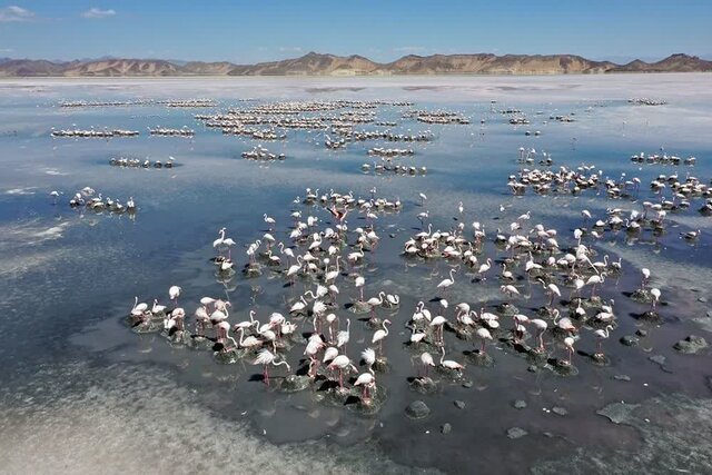 پایش مستمر فلامینگوهای بختگان/تشکیل کلنی و آغاز جوجهآوری فلامینگوها