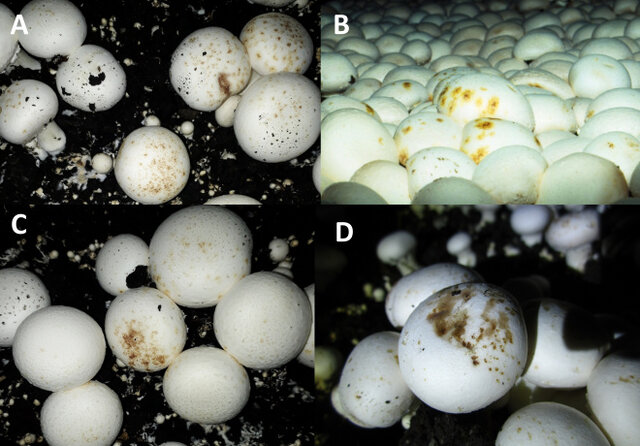 سرانه مصرف قارچ در خراسان شمالی کمتر از میانگین کشوری سرانه مصرف قارچ در خراسان شمالی کمتر از میانگین کشوری
