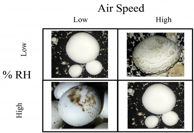 شناسایی باکتریهای مضر برای قارچ خوراکی توسط محققان دانشگاه تهران