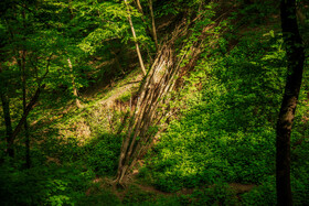 درختان بر اثر آلودگی خاک و آب ابتدا آفت زده و سپس دچار مرگ زودرس میشوند.