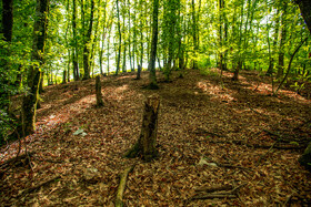 درختان آفت زده پس از خشک شدن از جنگل خارج میشوند.
