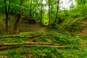 در جنگل‌های زرندین نکا، درختان بسیاری بر اثر سُستی خاک و همچنین آلودگی ناشی از شیرابه‌ها از بین می‌روند.