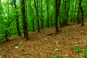 زبالههای محل دپو با وزش باد یا حمل توسط حیوانات وحشی به محیط جنگلی وارد میشوند.