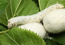 ۴۸ هزار جعبه تخم نوغان در کشور توزیع می شود