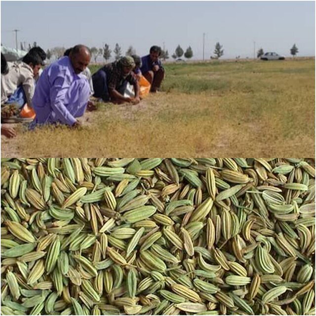 عکس خبر تزئینی است پیشبینی افزایش سطح زیرکشت زیره در سال زراعی آینده در ایلام