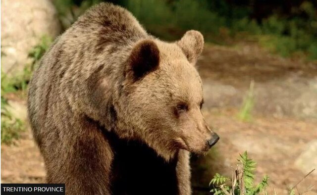 عکس: بی بی سی خرس قاتل در آلپ ایتالیا به دام افتاد