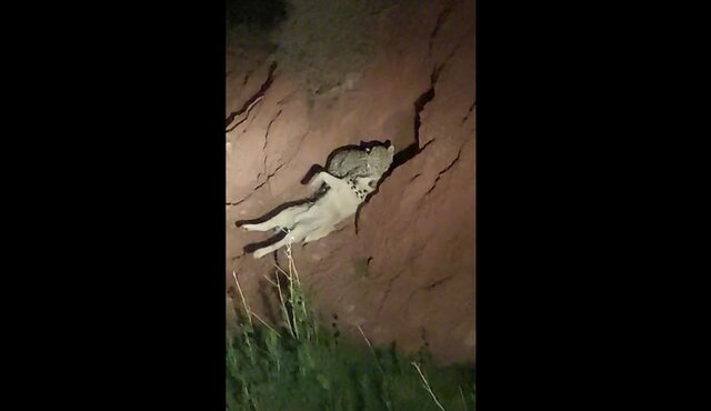 عکسی از یک قلاده پلنگ ایرانی در فیروزکوه