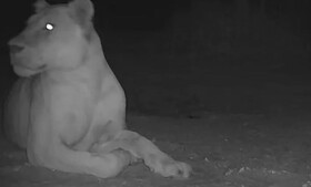 رؤیت یک قلاده شیر «منقرض‌شده» در جنوب چاد