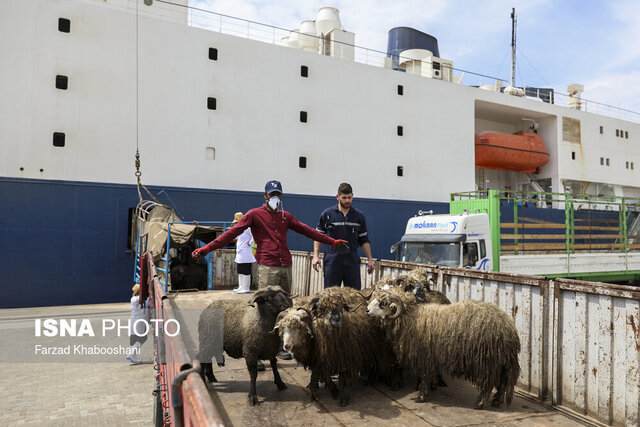 عکس تزئینی است از رشد ۳۹۰ درصدی واردات دام در استان تا افزایش ۴۷ درصدی صادرات از محل بازارچه های مرزی