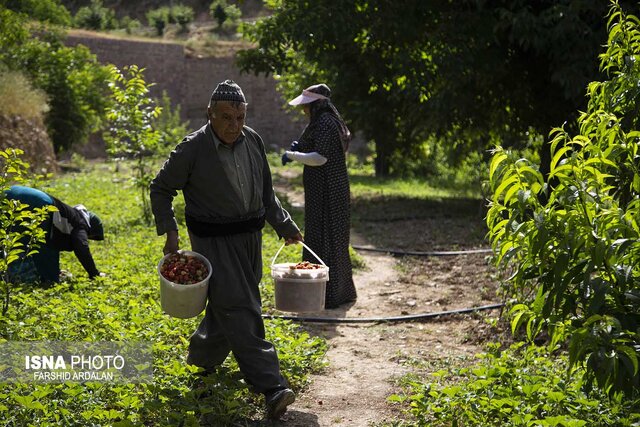 سرخی اردیبهشت کردستان با روی قرمز توت فرنگی