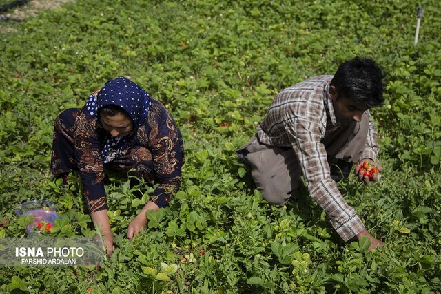 سرخی اردیبهشت کردستان با روی قرمز توت فرنگی