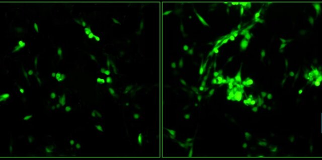 وقتی «کارخانههای مقالهسازی» پیشرفت یک کشور را تهدید میکنند