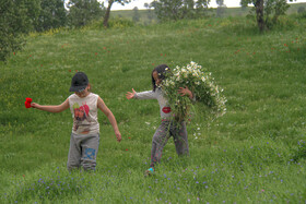 دشت گل شقایق - لرستان