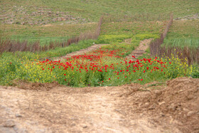 دشت گل شقایق - لرستان