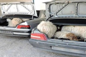 ضبط ۲۱ راس گوسفند قاچاق در آذربایجان‌غربی