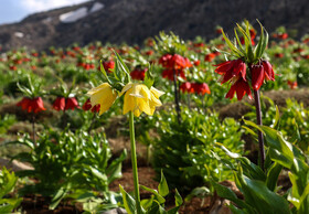 دشت لالههای واژگون یاسوج