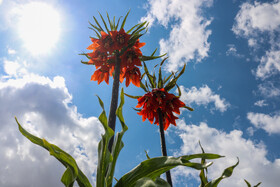 دشت لالههای واژگون یاسوج