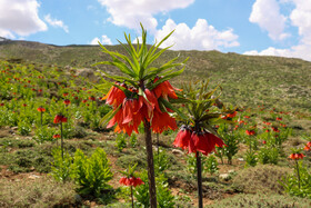 دشت لالههای واژگون یاسوج