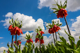 دشت لالههای واژگون یاسوج