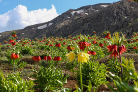 دشت لالههای واژگون یاسوج