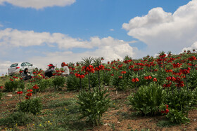 دشت لالههای واژگون یاسوج