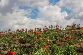 دشت لالههای واژگون یاسوج