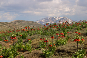 دشت لالههای واژگون یاسوج