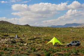 دشت لالههای واژگون یاسوج