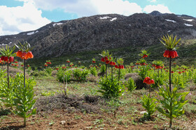 دشت لالههای واژگون یاسوج