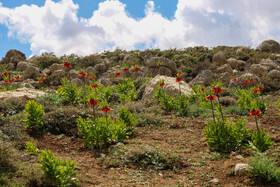 دشت لالههای واژگون یاسوج