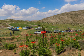 دشت لالههای واژگون یاسوج