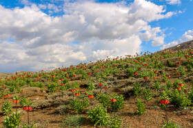 دشت لالههای واژگون یاسوج