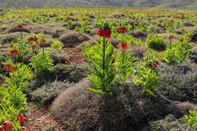 دشت لالههای واژگون یاسوج