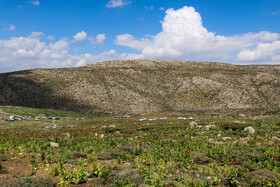 دشت لالههای واژگون یاسوج