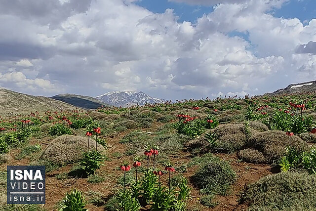 ویدیو/  بهشتی به نام دشت لالههای واژگون «کاکان» ویدیو/  بهشتی به نام دشت لالههای واژگون «کاکان»