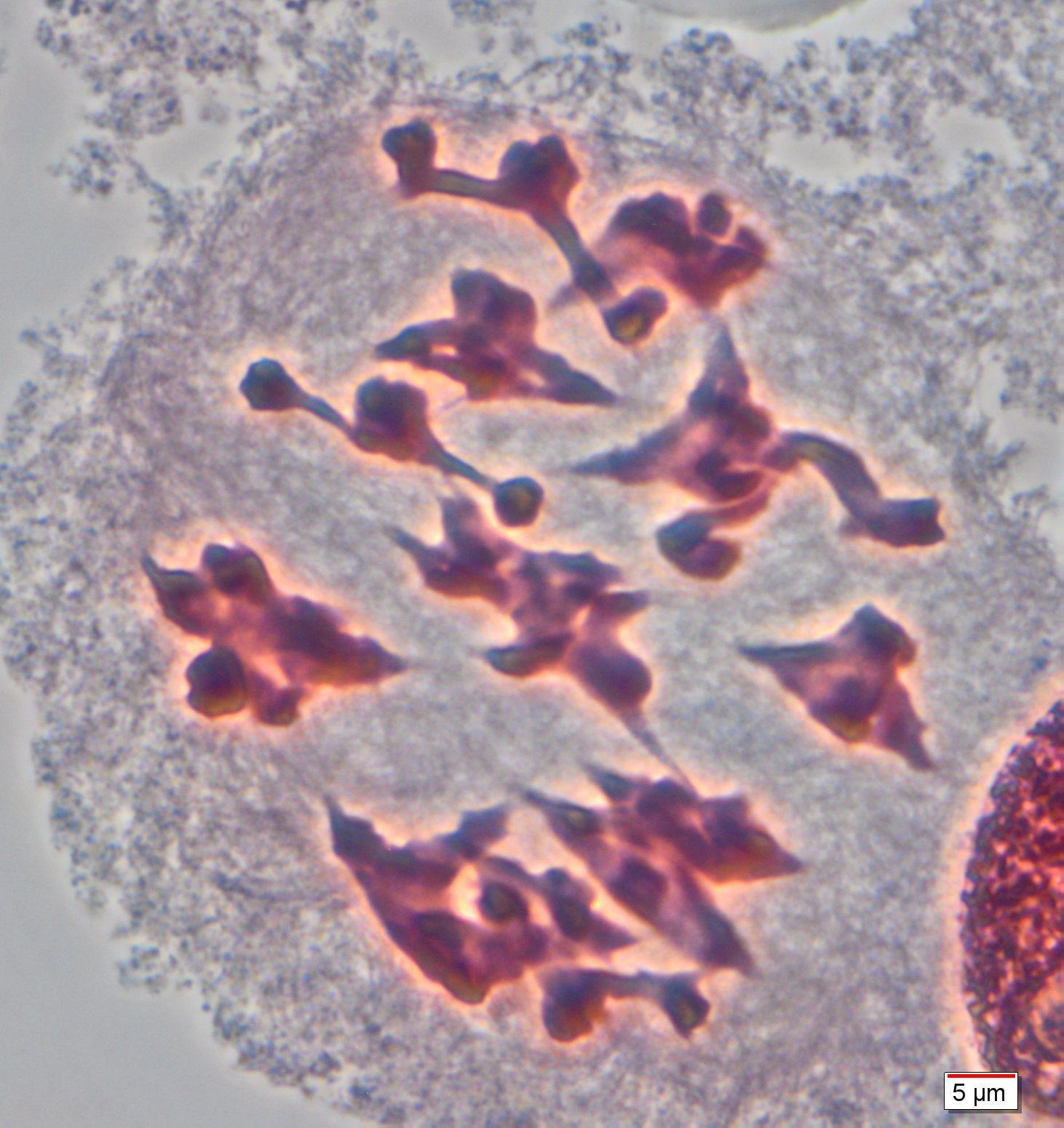 مطالعه کروموزومهای میوزی جنس پیاز در ایران با تمرکز بر بخش آکانتوپراسوم