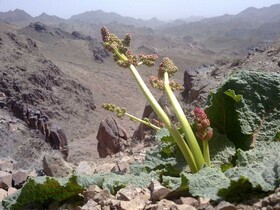 جشن ریواس در روستای راونج دلیجان برگزار شد