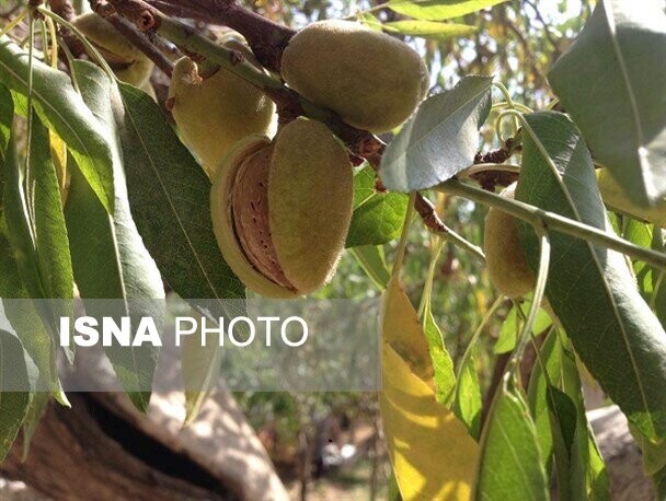 واگذاری ۶۰ واحد بسته‌بندی و فرآوری بادام در شهرک تخصصی بادام سامان