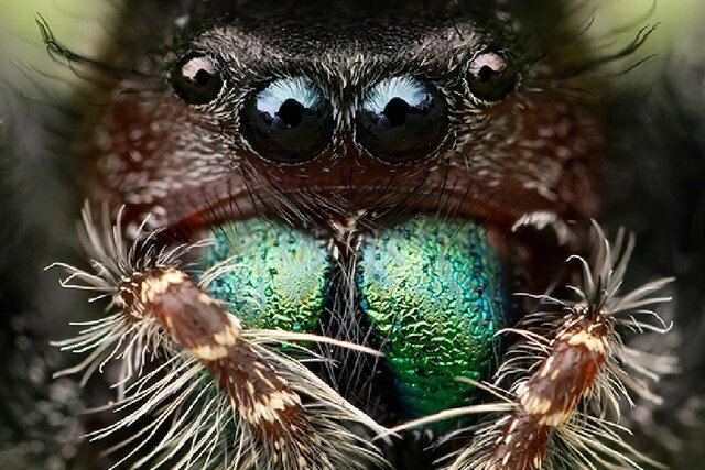 گرسنگی عنکبوت‌ها را نابینا می‌کند
