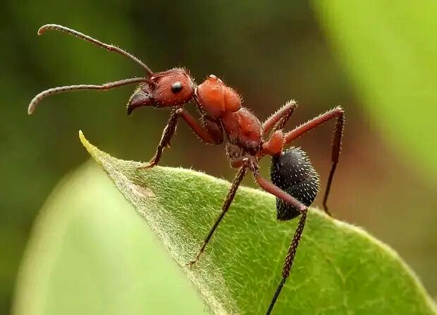 از حشرههای جوانمرگ تا ماهیهای چند صدساله!