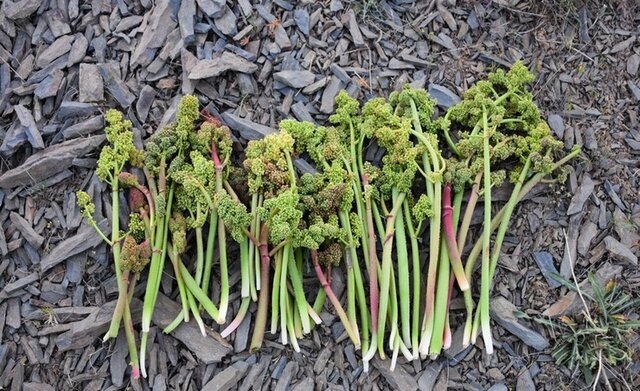 تحفەای بهاری بە نام "ریواس"