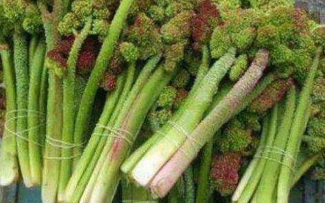 تحفەای بهاری بە نام "ریواس"