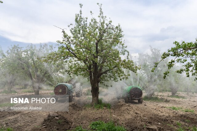 باغ سیب مهرشهر زخم تبر سال‌های گذشته را از یاد برده است