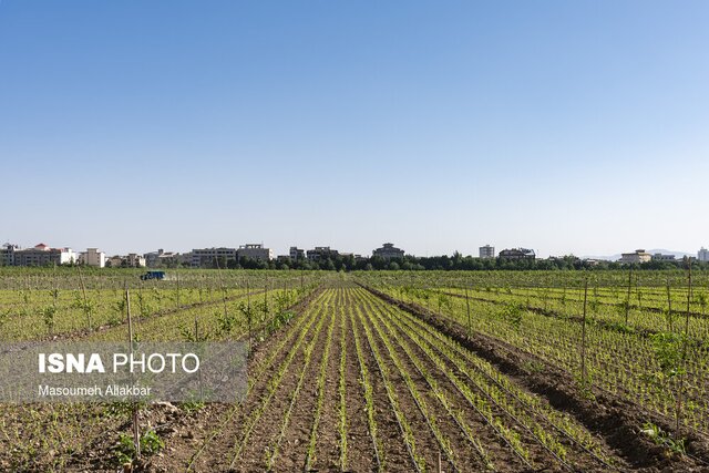 باغ سیب مهرشهر زخم تبر سالهای گذشته را از یاد برده است