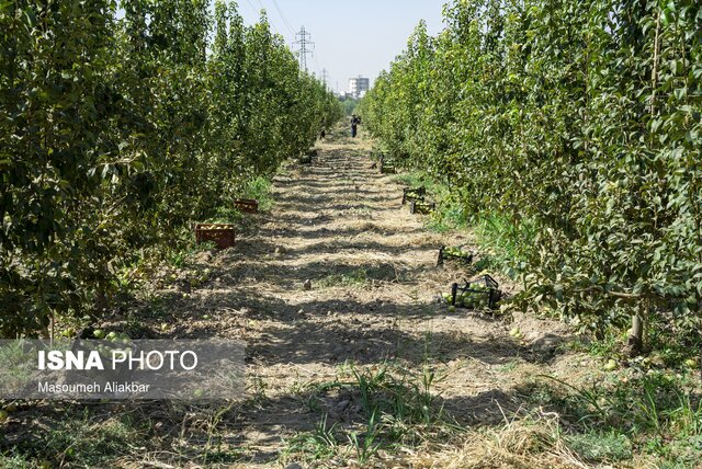 باغ سیب مهرشهر زخم تبر سالهای گذشته را از یاد برده است