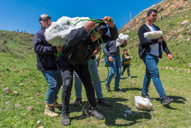 آیین «ورف چال» در روستای «آب اسک» آمل