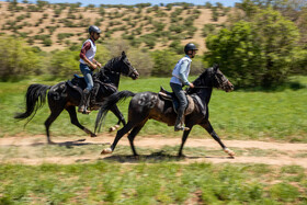 مسابقات اسب سواری استقامت کشوری در خرم آباد