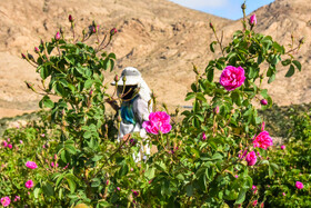 برداشت گل محمدی در کلاته رودبار دامغان