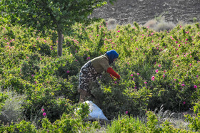 برداشت ۲۳ هزار تن گیاه دارویی در مناطق عشایری قزوین