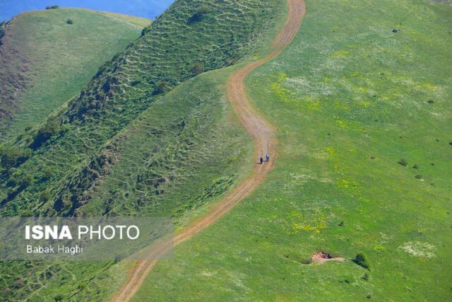 جنگل فندقلو؛ سرزمین گلهای بابونه